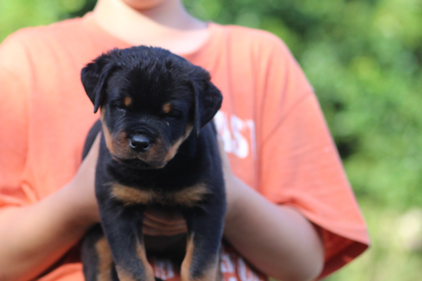 Aus Dem Herzen Von Guess - Chiots disponibles - Rottweiler